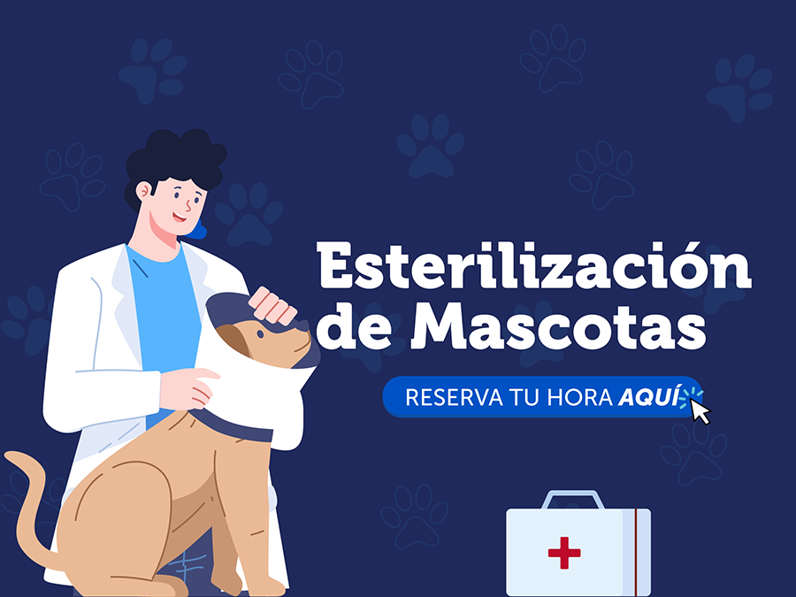 Esterilizacion de mascotas